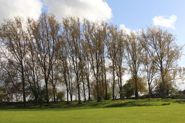trees in the park