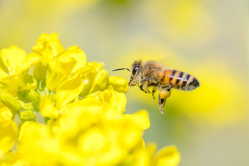 Honey bee hovering