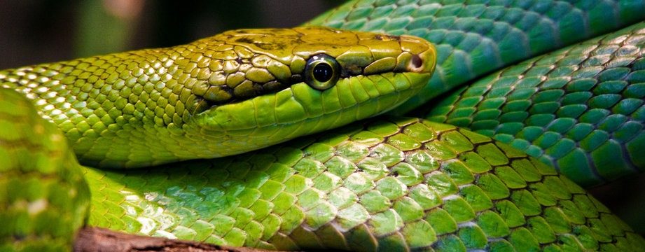 Spitzkopfnatter (Gonyosoma oxycephalum) 