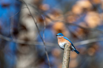 Eastern Bluebird (Sialia sialis) perching in tree in Southeastern Michigan, USA.