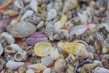 Background of large and small seashells. Macro photos