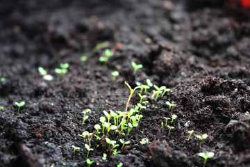 young shoots of flowers on black soil