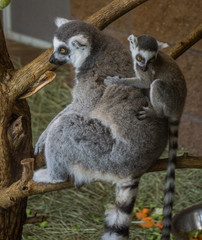 ring tailed lemur mother and infant