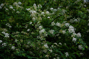 fiori biancospino in priamavera