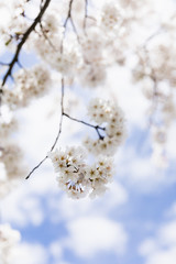 Beautiful White Cherry Blossoms Against Blue Cloudy Sky, Space for Text