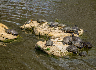 turtles basking in the sun