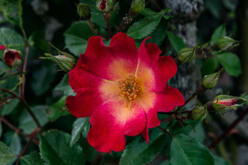 roselline rosse primaverili