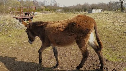 un âne se déplace dans le pré
