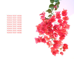 beautiful banch with pink flowers with free space. Cyprus.