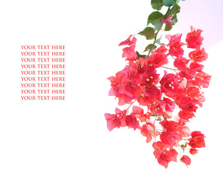 beautiful banch with pink flowers with free space. Cyprus.