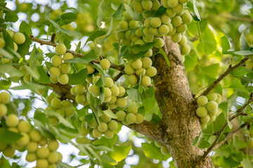 Green ginkgo nuts on the tree