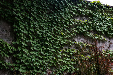 verde nel sottobosco