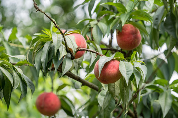 Peach fruit, on the branch