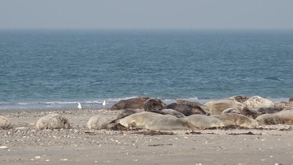 grey seals lying on coast in germany 