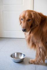 The Golden Retriever Dog and its bowl