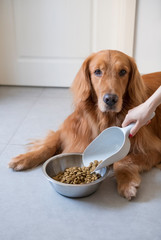 Pour the dog food to the golden Retriever dog.
