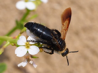 Scoliid Wasp (Campsomeriella thoracica)