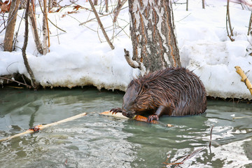A wild beaver in a city park got into a puddle with drains and nibble the bark from the branches.