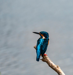 Sri Lanka - Uda Walawe NP - Ceylon Blue Eared Kingfisher