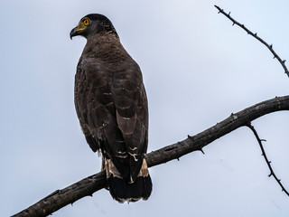 Sri Lanka - Uda Walawe NP - Crested Serpent Eagle