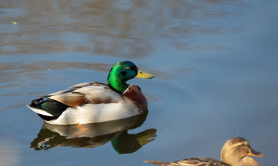 Mallard in a pond