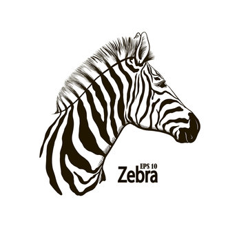 Zebra beautiful animal pattern