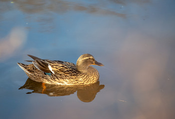 Mallard in a pond