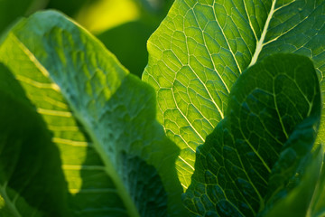 Selective focus of Fresh green Cos on vegertable farm