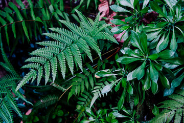 fern green leaf,freshness Beautiful nature background