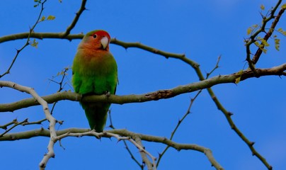 Love bird lookin at you