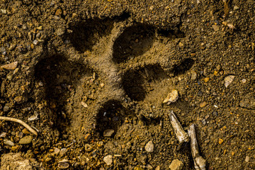 paw print in the dirt