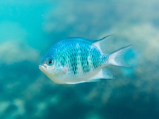 Fototapeta premium fish, 魚