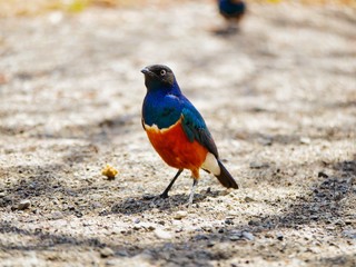 Blue and Brown Superb Starling Bird in the Sand