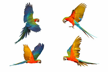 Set of macaw parrot isolated on white background