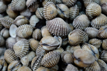 Shells background