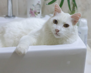 White Cat on Sink