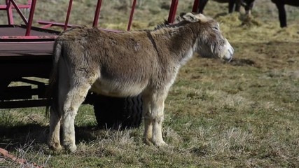 un âne se frotte la tête