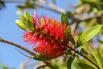 A branch of a tree with a red flower that looks like a dishwashing brush