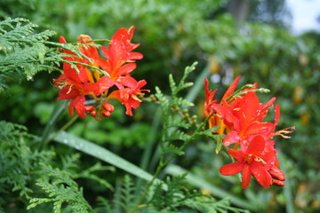 Blüten