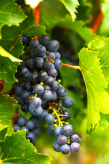 Bunches of grapes in the garden