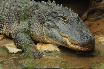 Obraz premium portrait d'un alligator du mississipi sur la berge