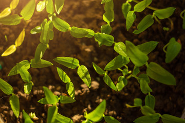 germinating seed to sprout of nut in agriculture and plant with sunlight and green background. top view.background for growing