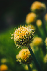 Allium komarowii in the spring field