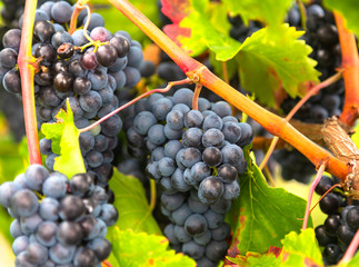 Fields with vineyards