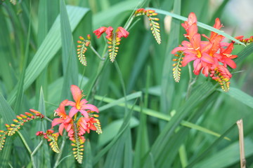 Blüten