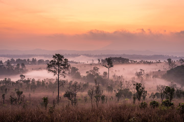 Thung Salaeng Luang National Park, Dramatic shine silhouette tree colorful warm above mountain at Phetchabun Province,Thailand