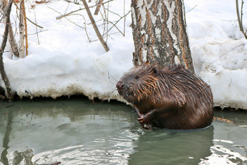 A wild beaver in a city park climbed into a puddle with warm sewage.