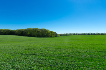 field of green grass and sky