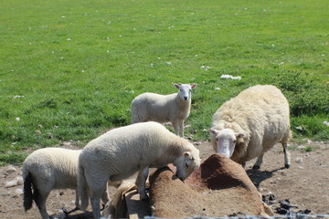 Livestock eating rock salt