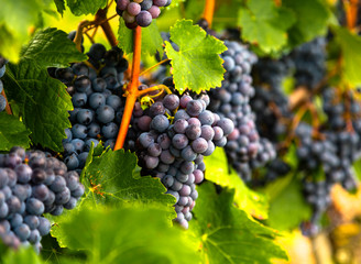 Grapes ripen in autumn